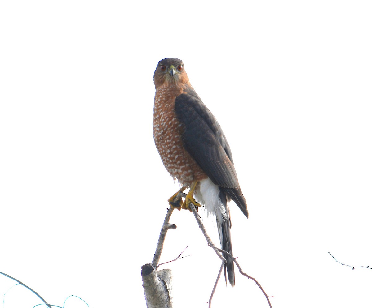 jestřáb americký - ML645613489