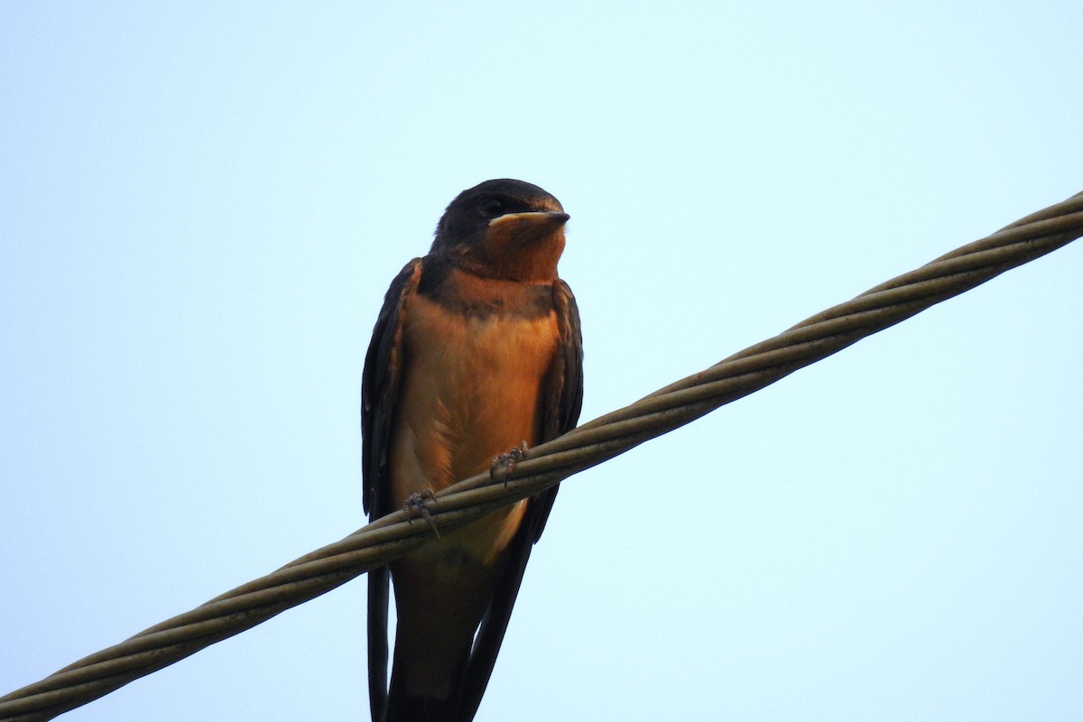 Ластівка сільська - ML645613500