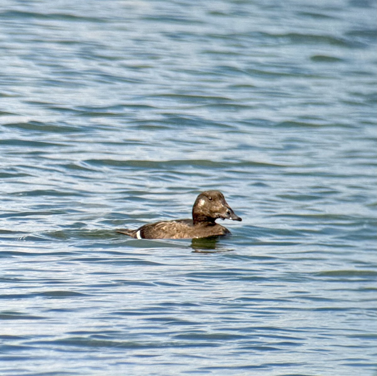 Ahatebeltz hegalzuri amerikarra - ML645613501