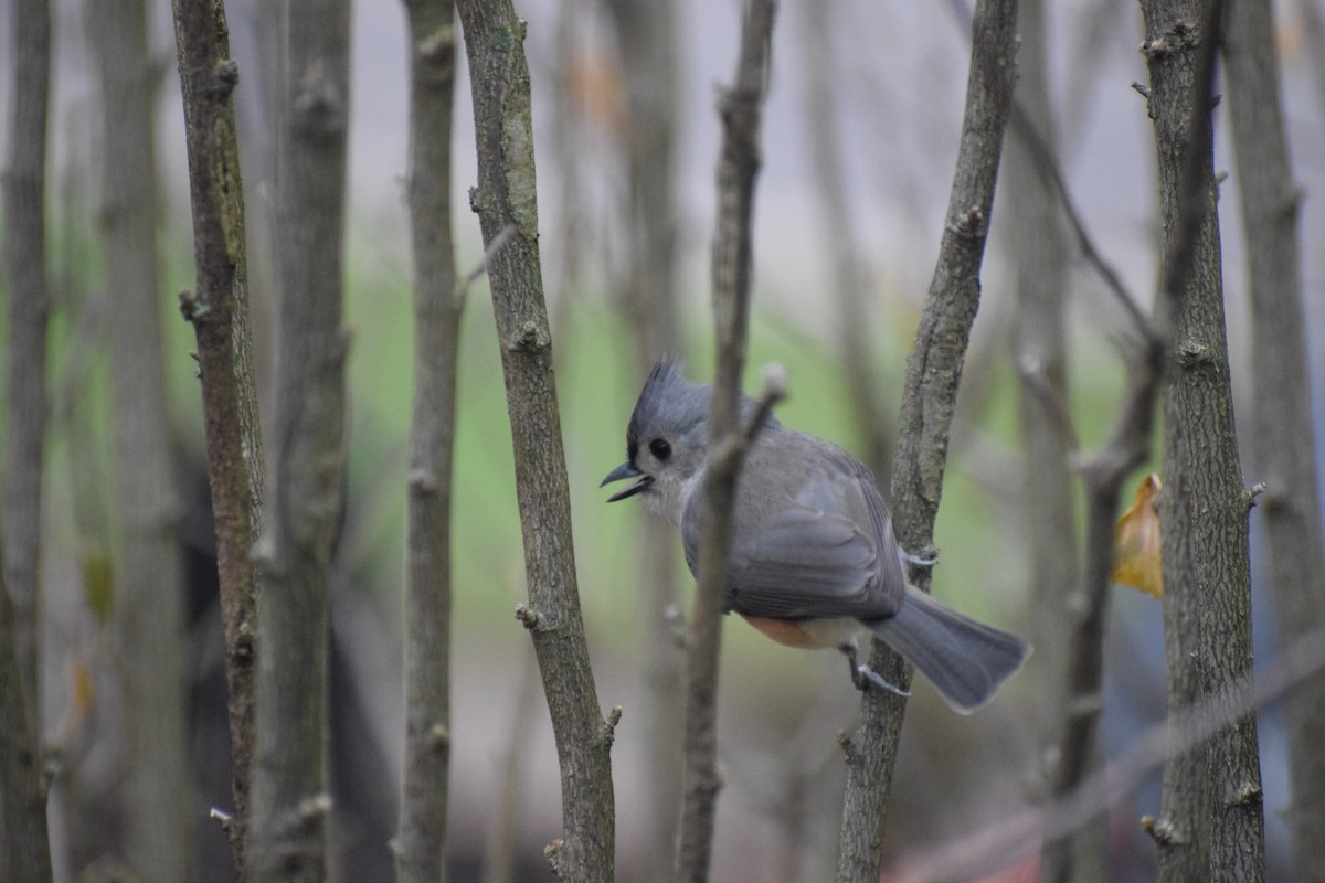 sýkora rezavoboká - ML645613508