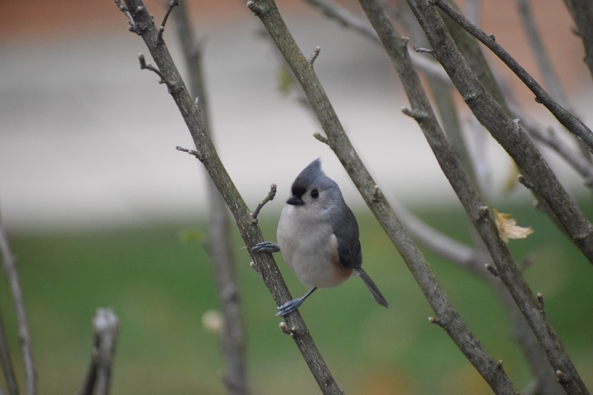 sýkora rezavoboká - ML645613509