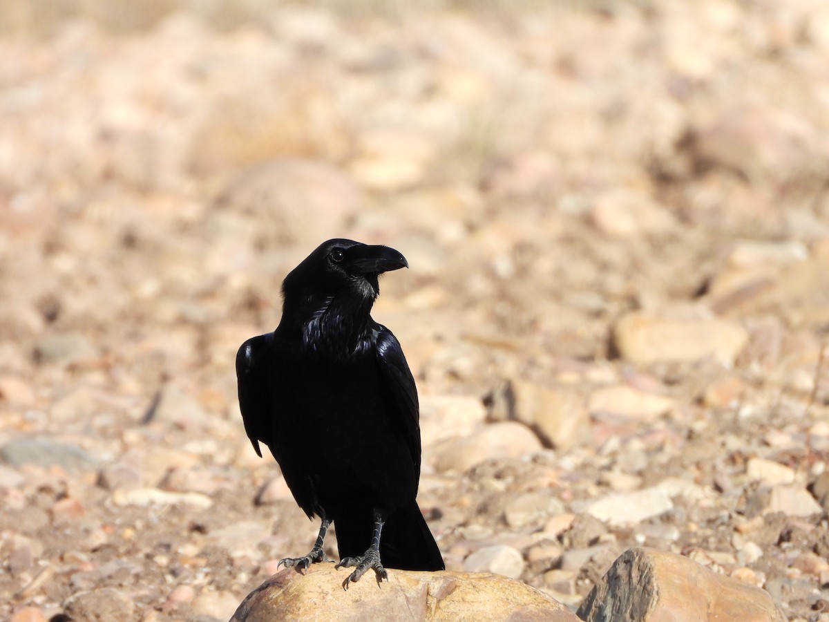 Kuzgun - ML645613511