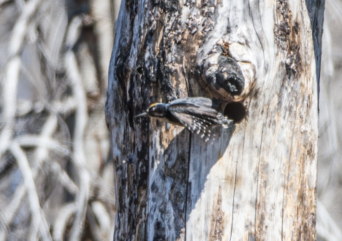 Black-backed Woodpecker - ML645613527