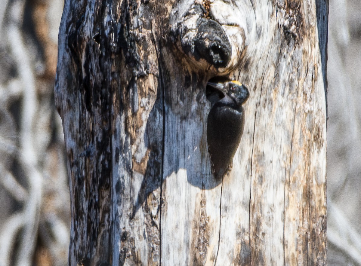 Black-backed Woodpecker - ML645613528