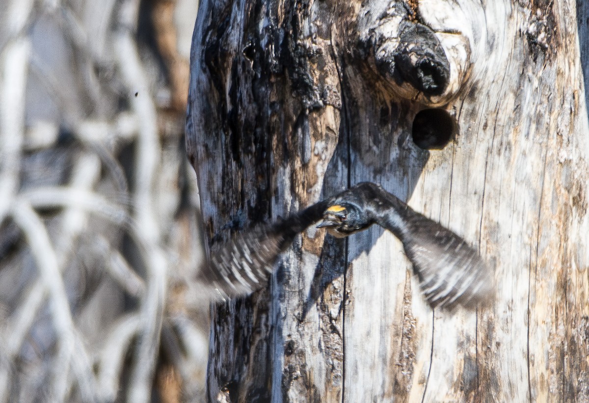 Black-backed Woodpecker - ML645613529