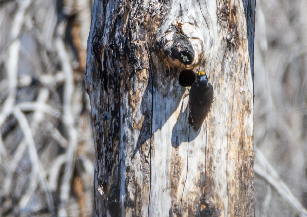 Black-backed Woodpecker - ML645613530