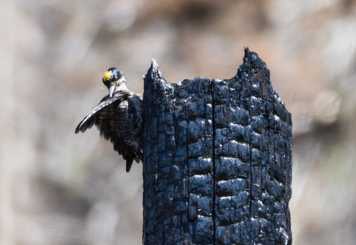 Black-backed Woodpecker - ML645613531