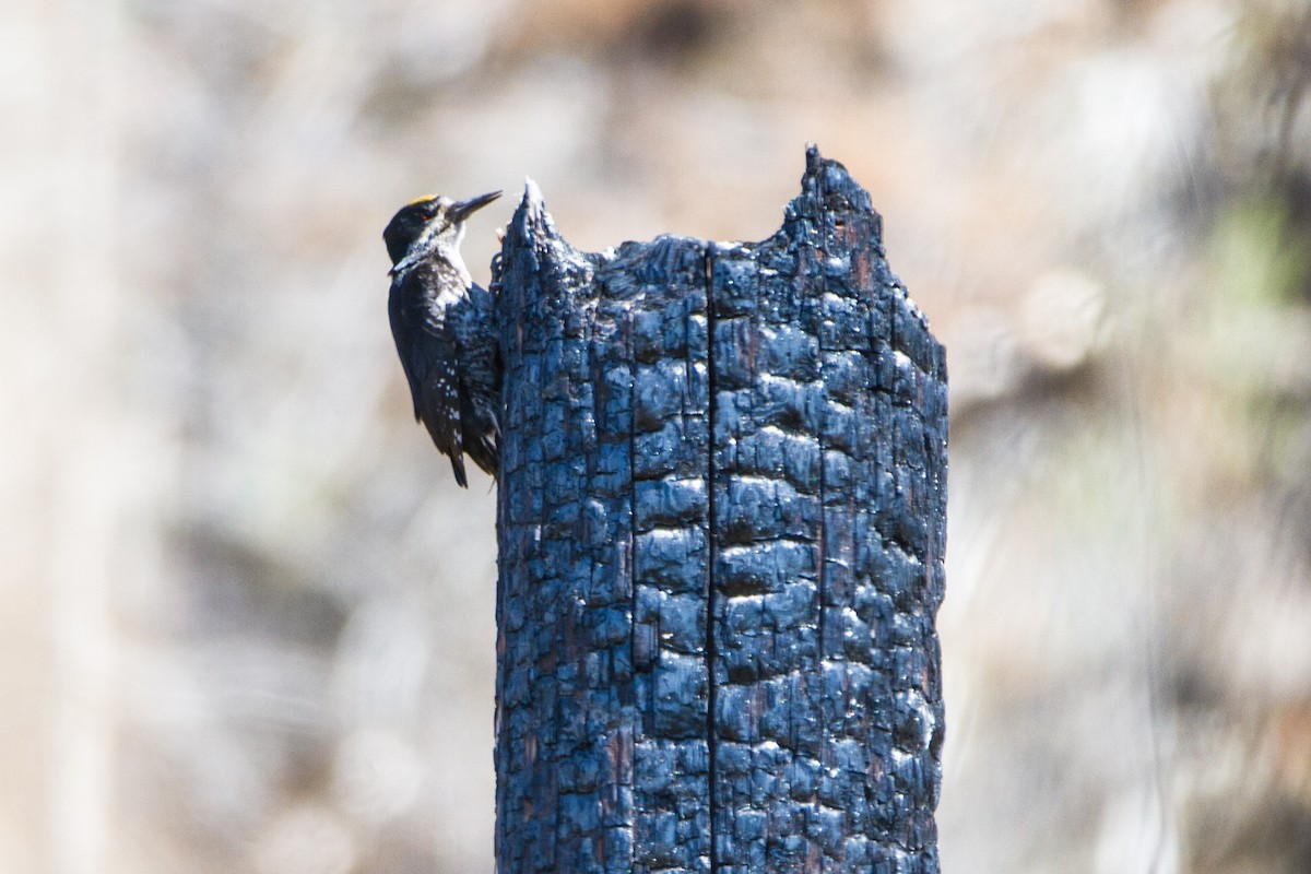 Black-backed Woodpecker - ML645613532