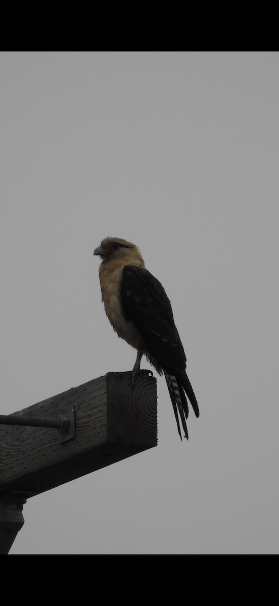 Yellow-headed Caracara - ML645613538