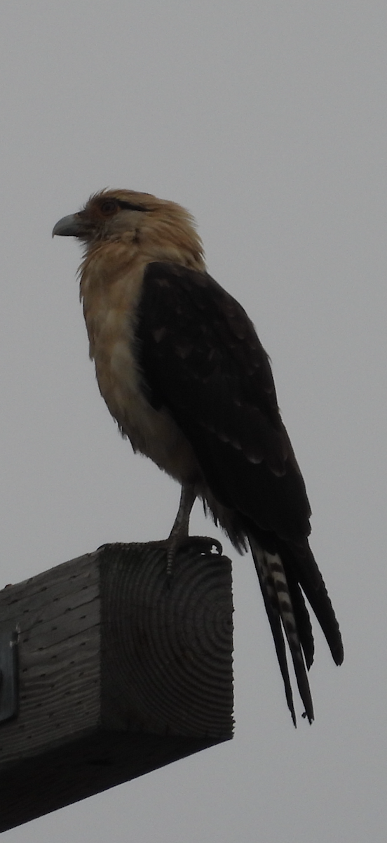 Yellow-headed Caracara - ML645613539
