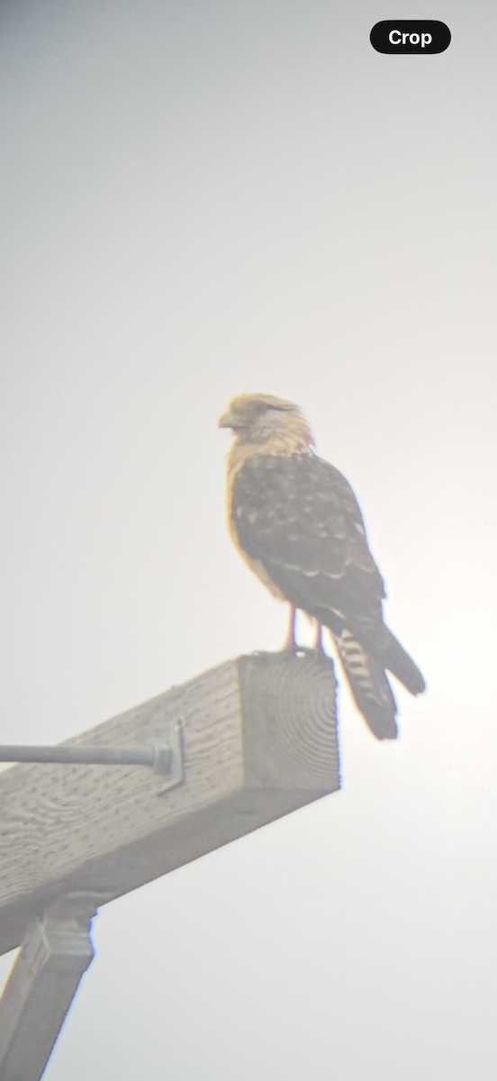 Yellow-headed Caracara - ML645613540