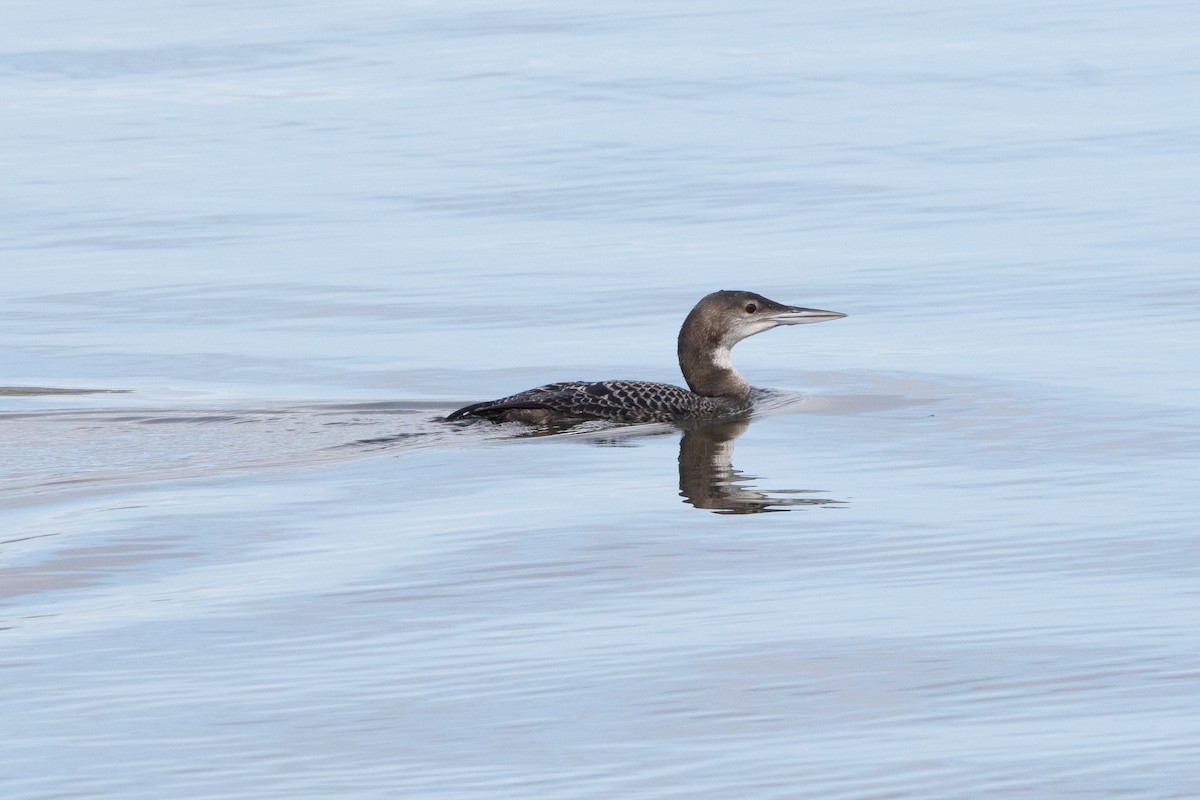 Aliota handia - ML645613547