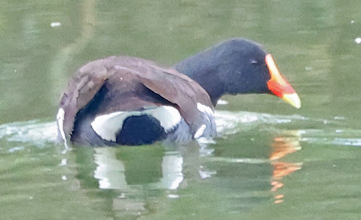 Uroilo amerikarra - ML645613550