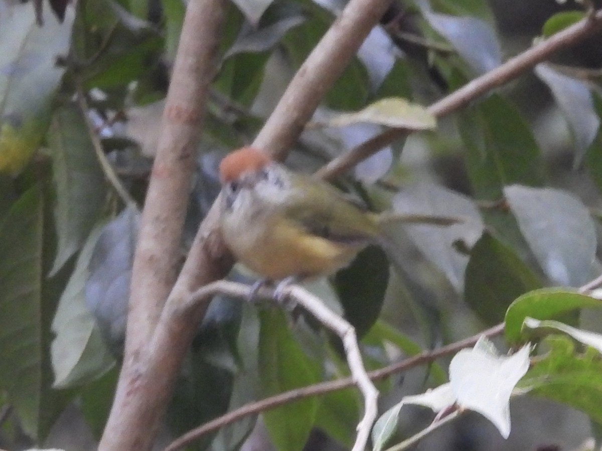 Rufous-crowned Greenlet - ML645613590