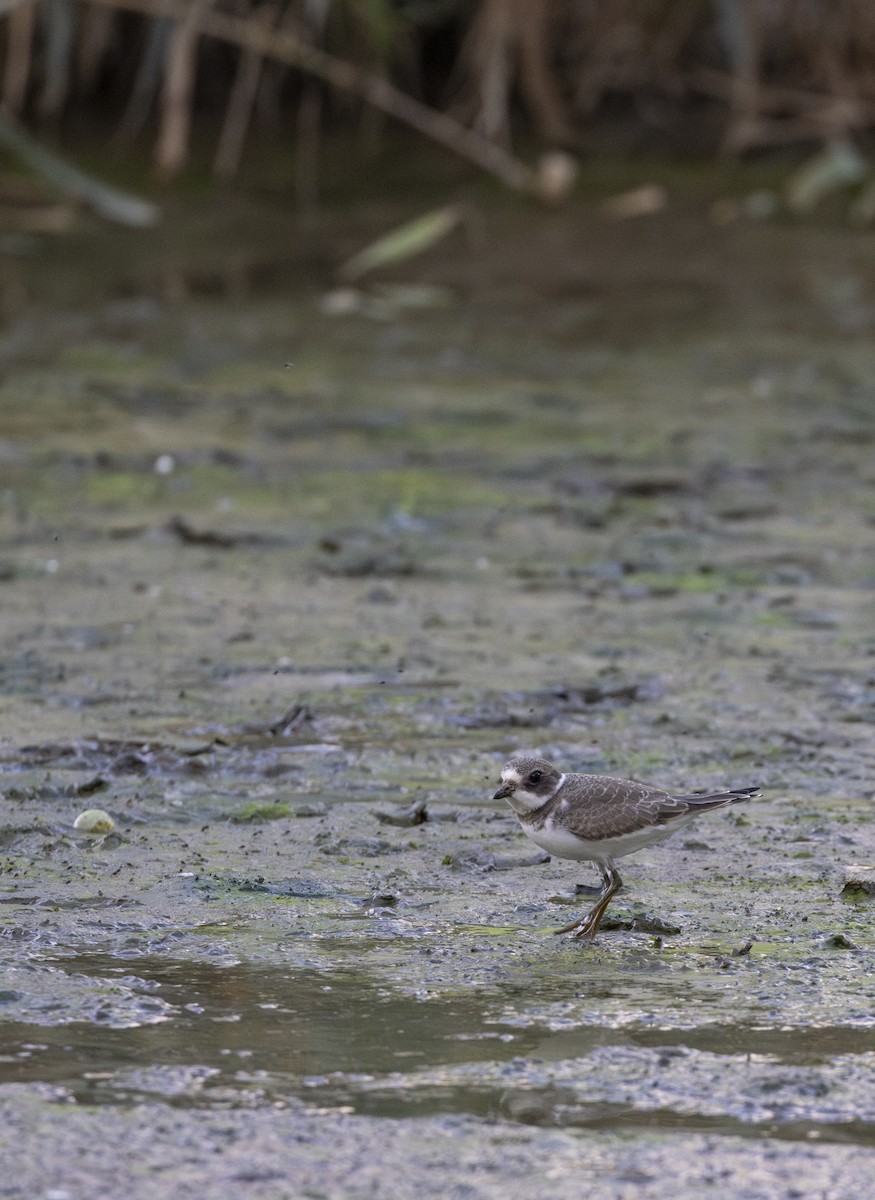 Semipalmated Plover - ML645613591