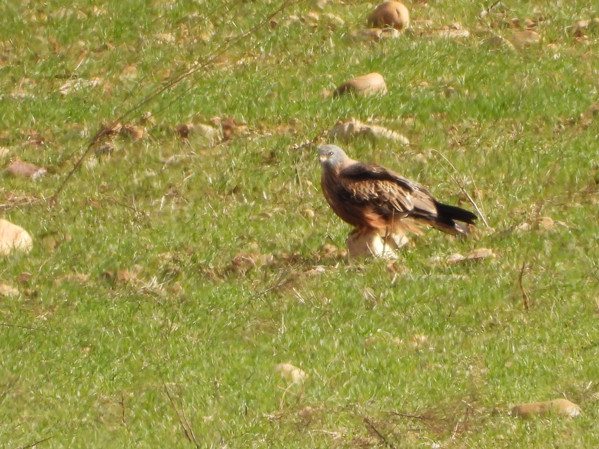 Red Kite - ML645613593