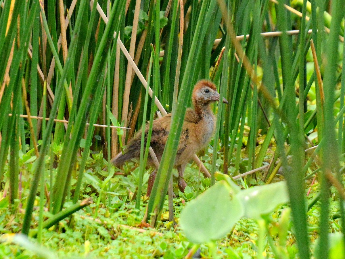Giant Wood-Rail - ML645613594