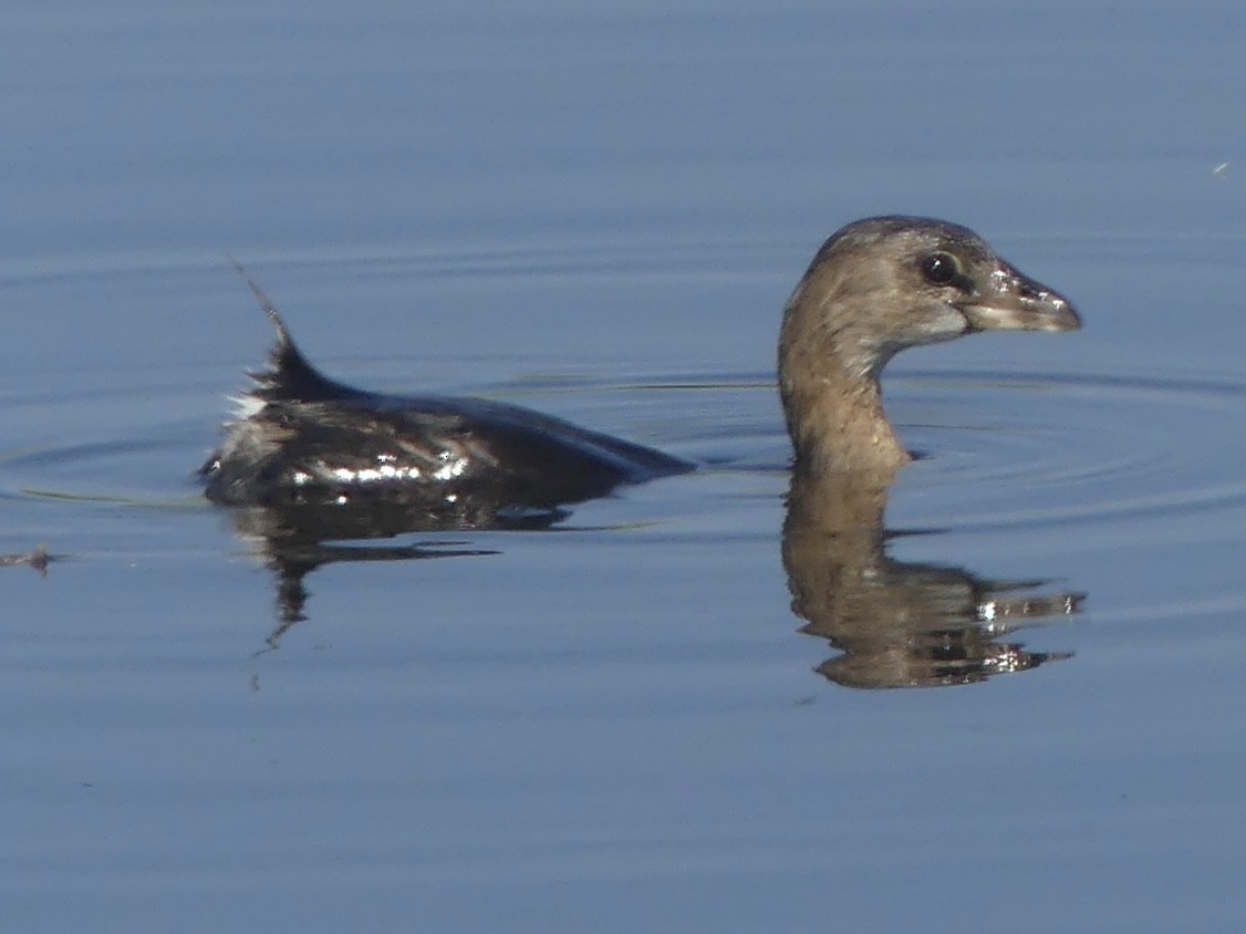 Pied-billed Grebe - ML645613596