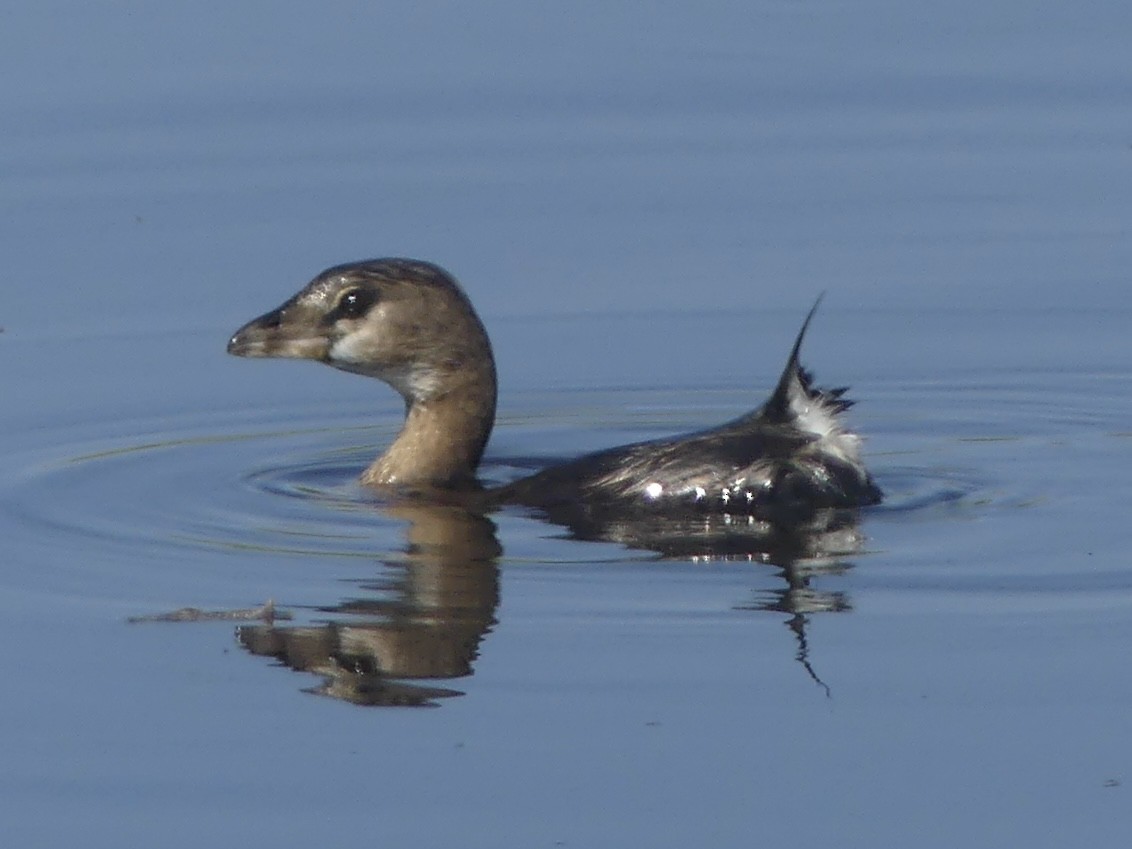 Pied-billed Grebe - ML645613597