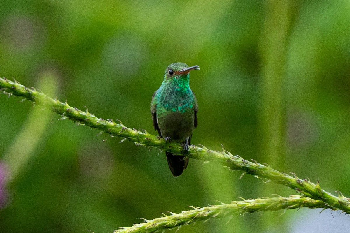 Bronze-tailed Plumeleteer - ML645613598