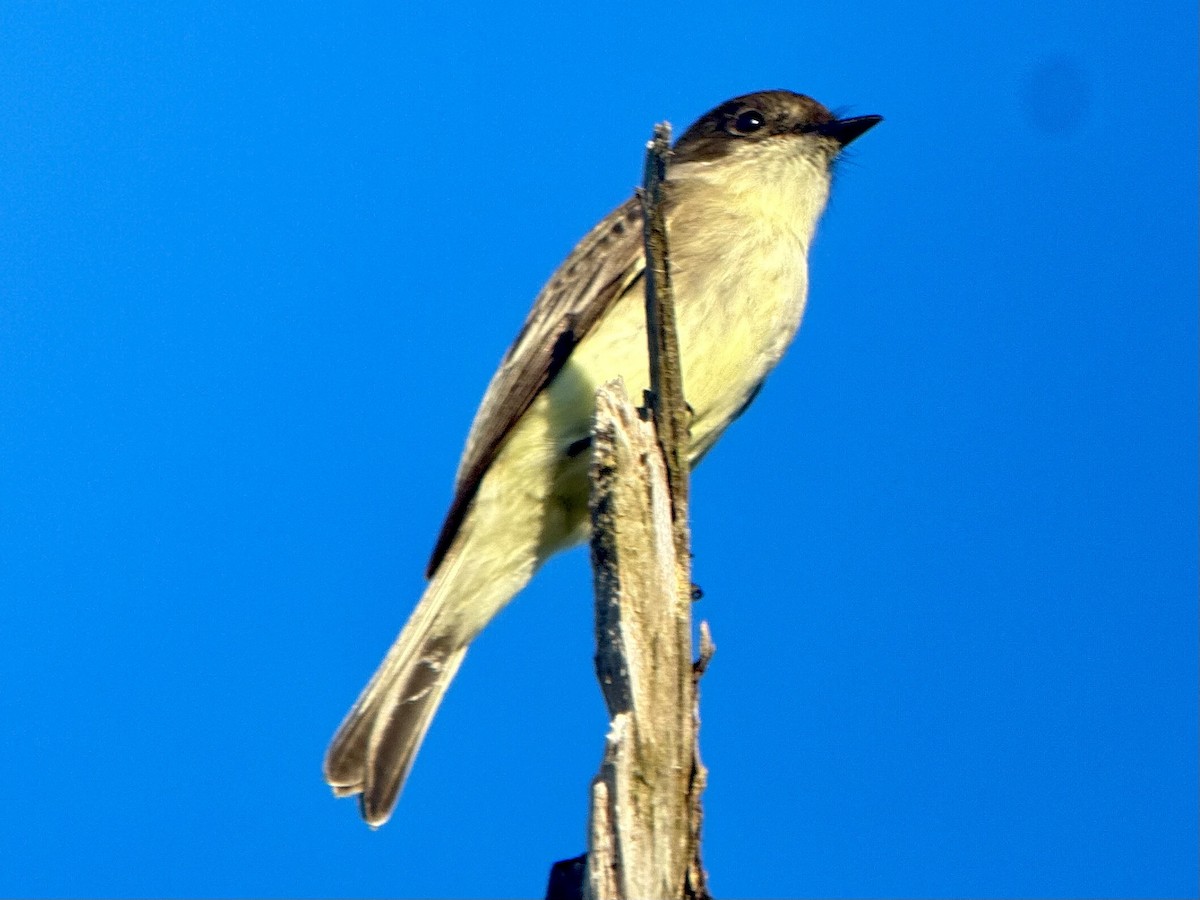 Eastern Phoebe - ML645613601