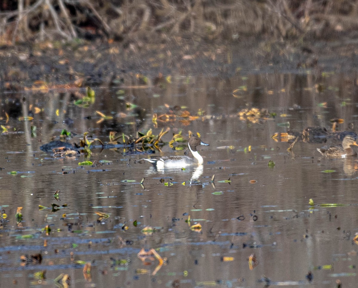 尖尾鴨 - ML645613602