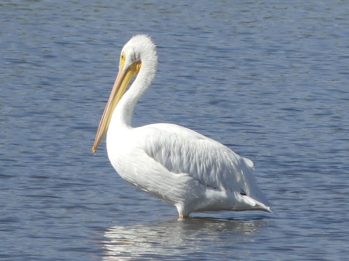 American White Pelican - ML645613605