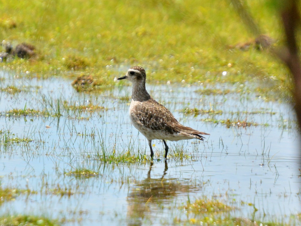 American Golden-Plover - ML645613606