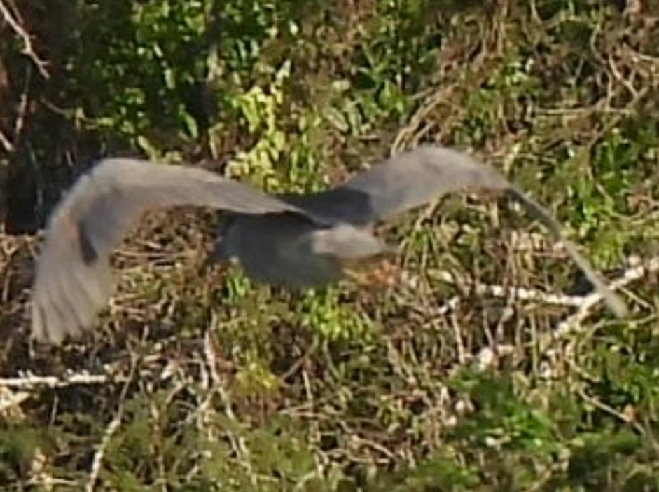 夜鷺 - ML645613610