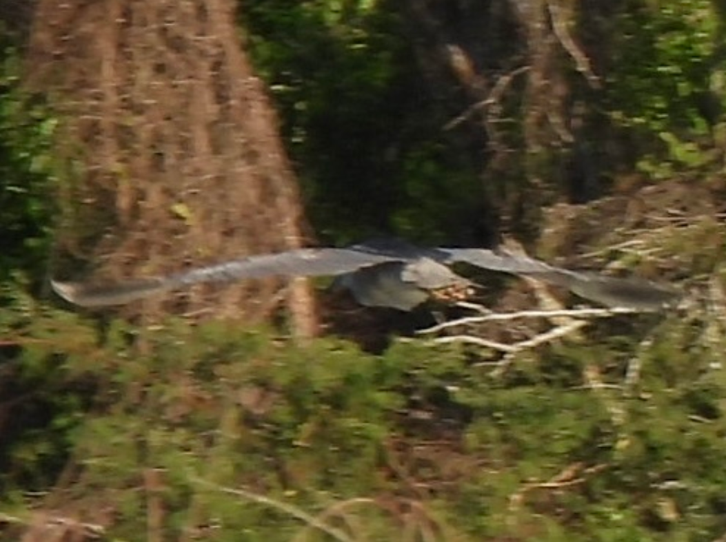 夜鷺 - ML645613611