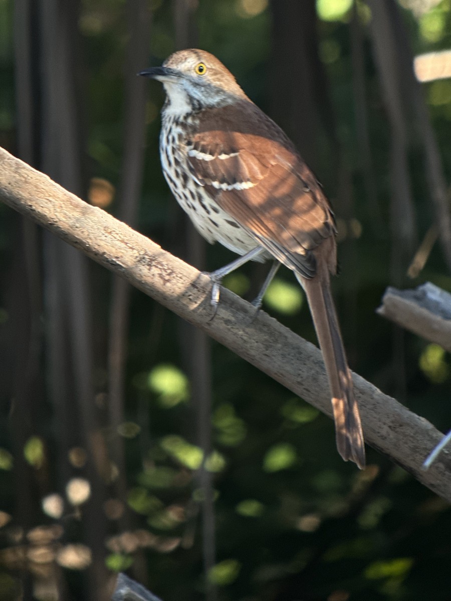 Brown Thrasher - ML645613616