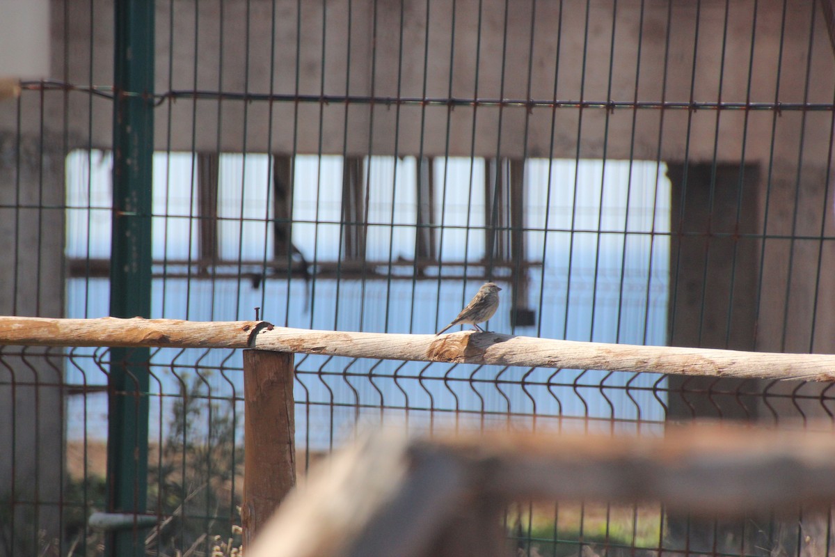 Island Canary - ML645613620