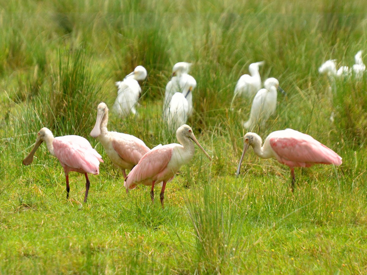 Roseate Spoonbill - ML645613625