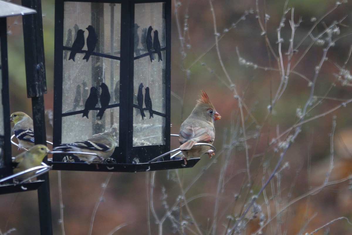 Northern Cardinal - ML645613628
