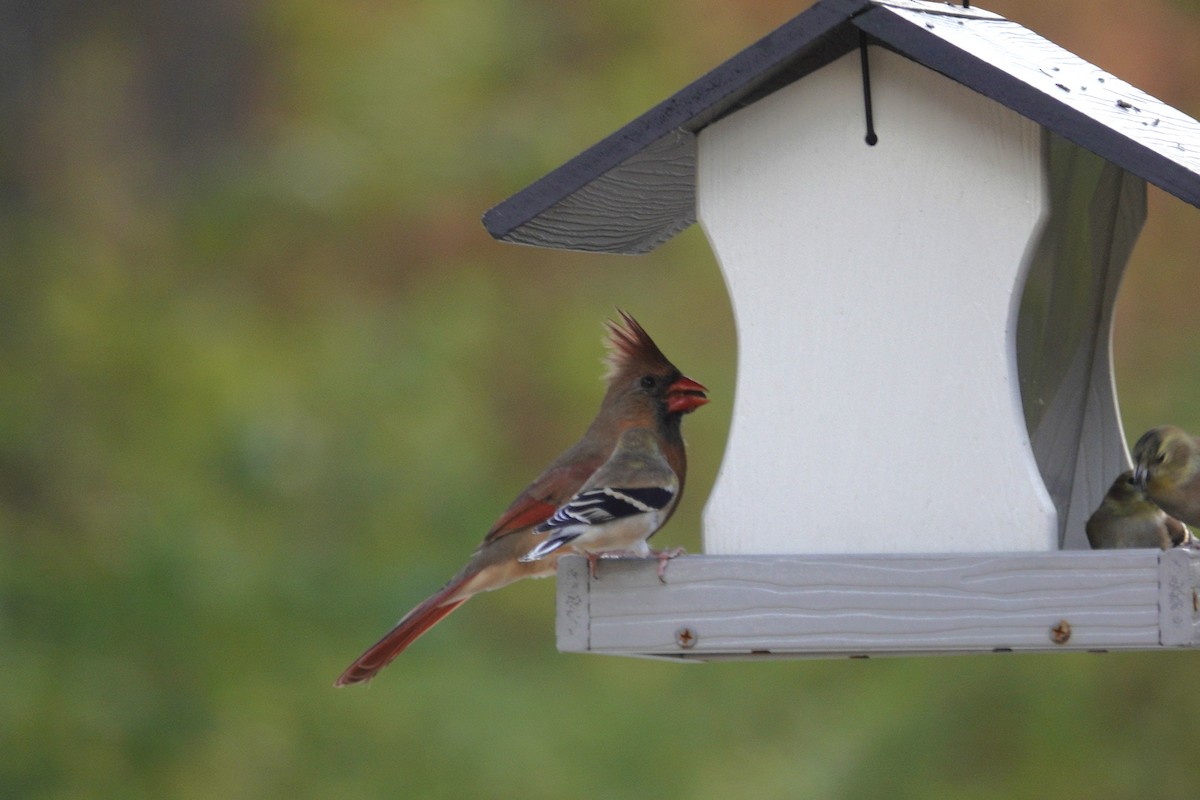 Northern Cardinal - ML645613629