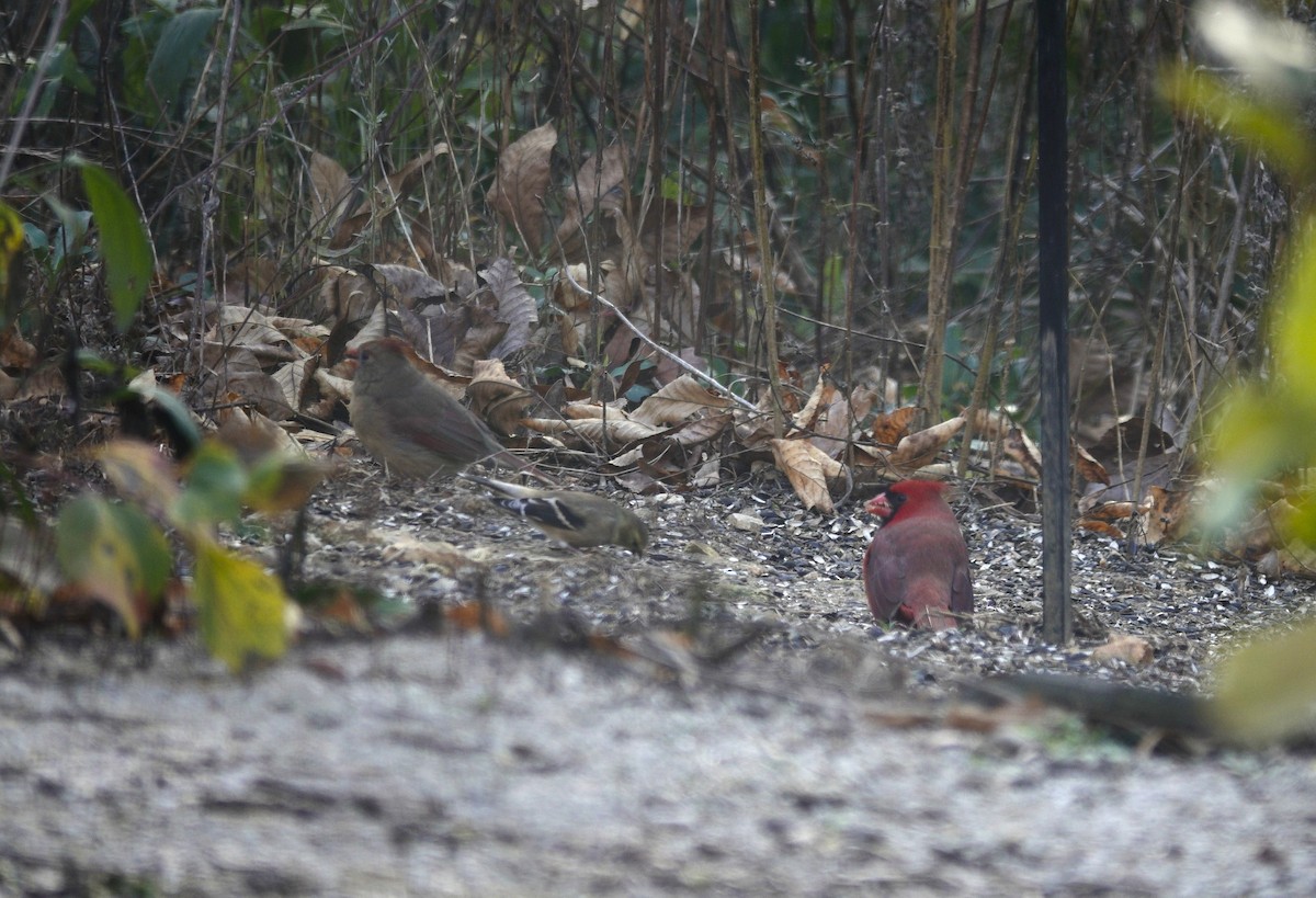 Northern Cardinal - ML645613630