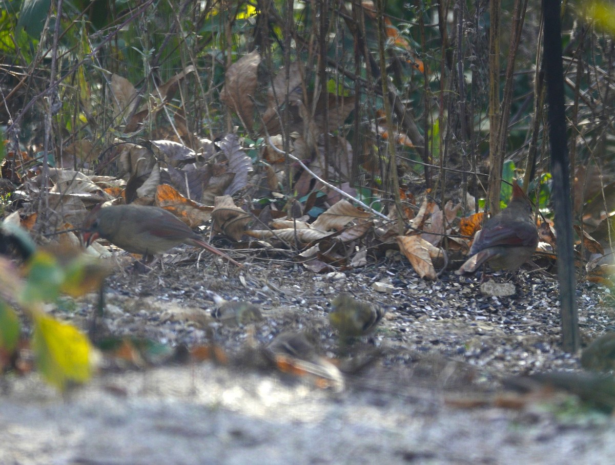 Northern Cardinal - ML645613631