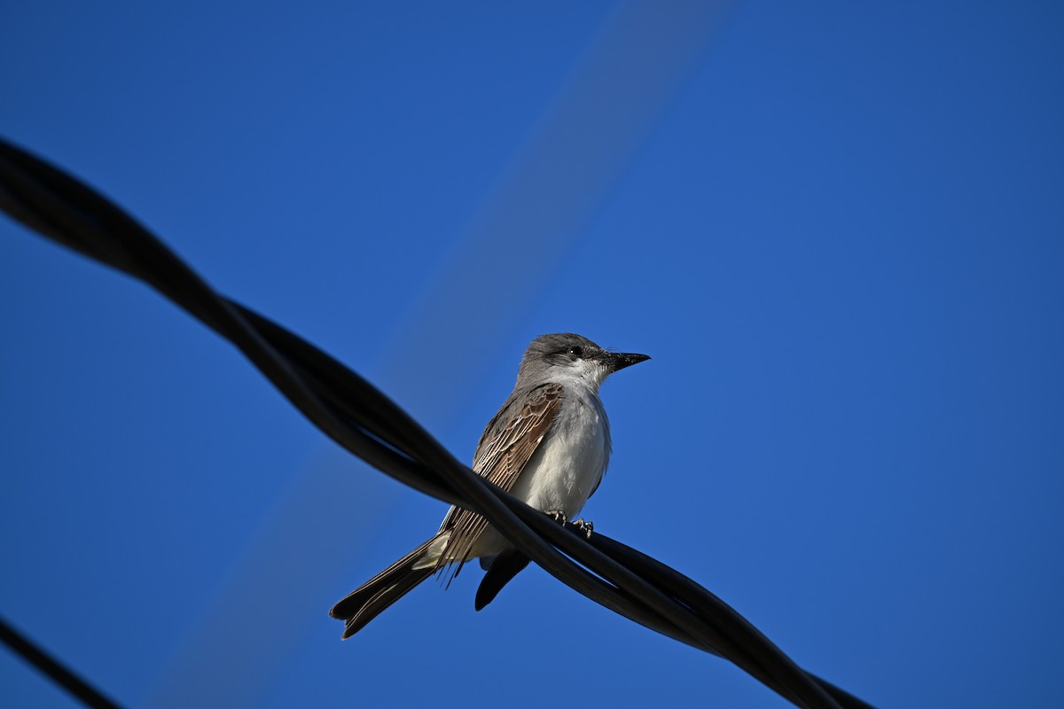 Gray Kingbird - ML645613635