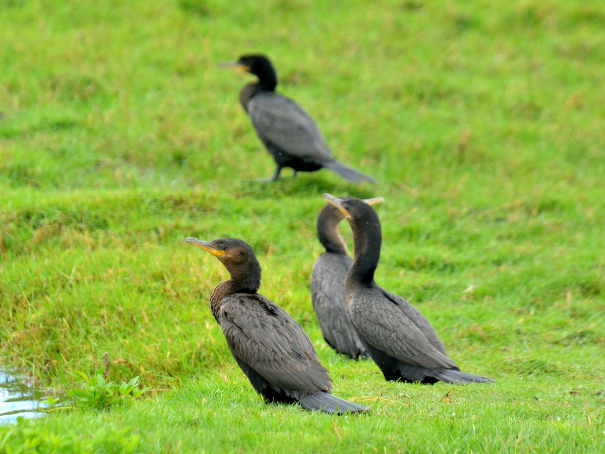 Neotropic Cormorant - ML645613636