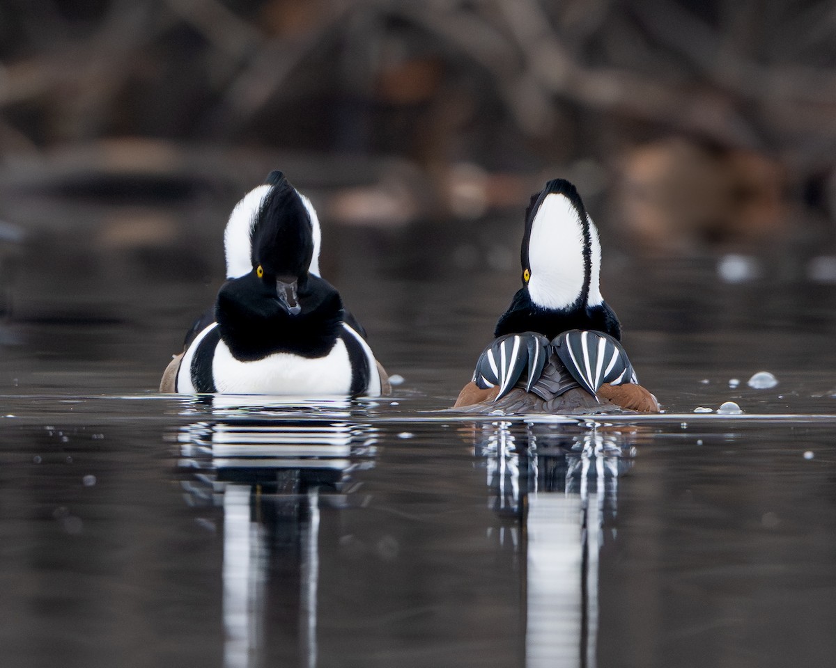 Hooded Merganser - ML645613640