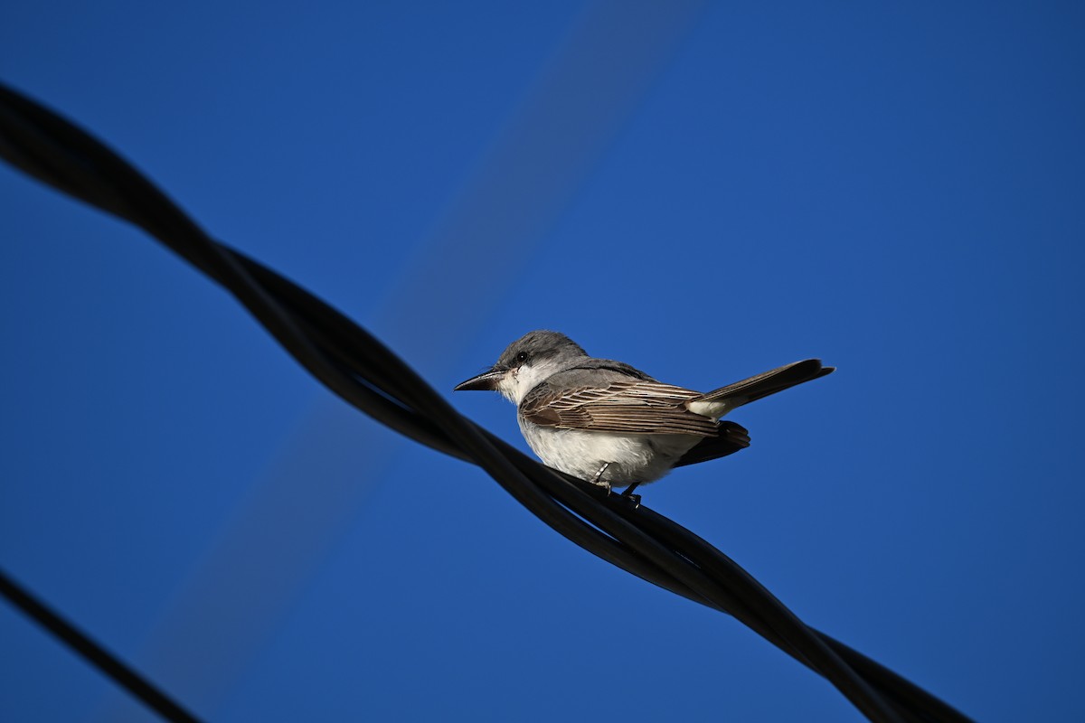Gray Kingbird - ML645613650
