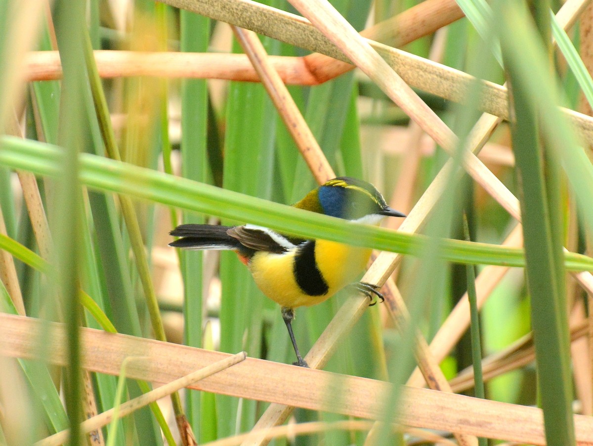 Many-colored Rush Tyrant - ML645613660