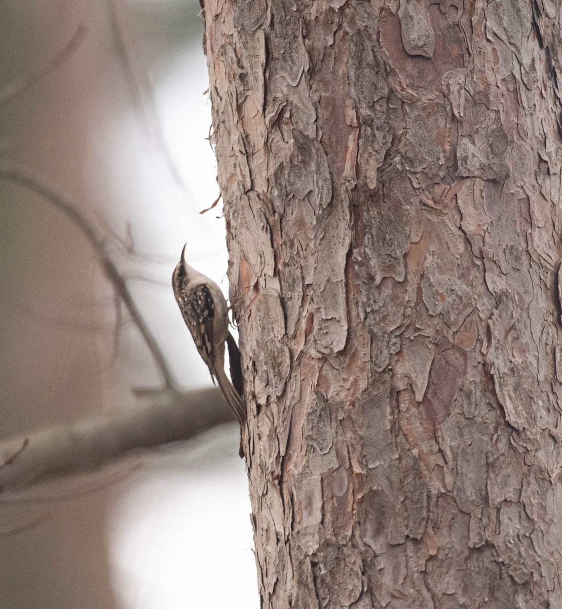 Brown Creeper - ML645613662