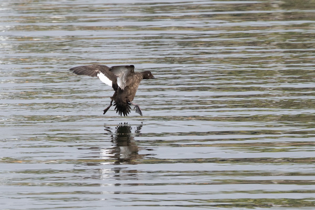 Ahatebeltz hegalzuri amerikarra - ML645613663