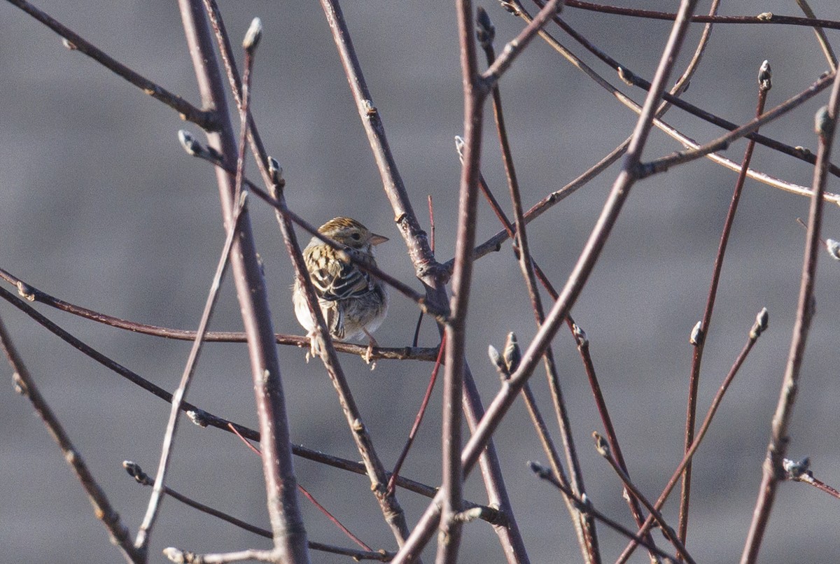 Clay-colored Sparrow - ML645613664