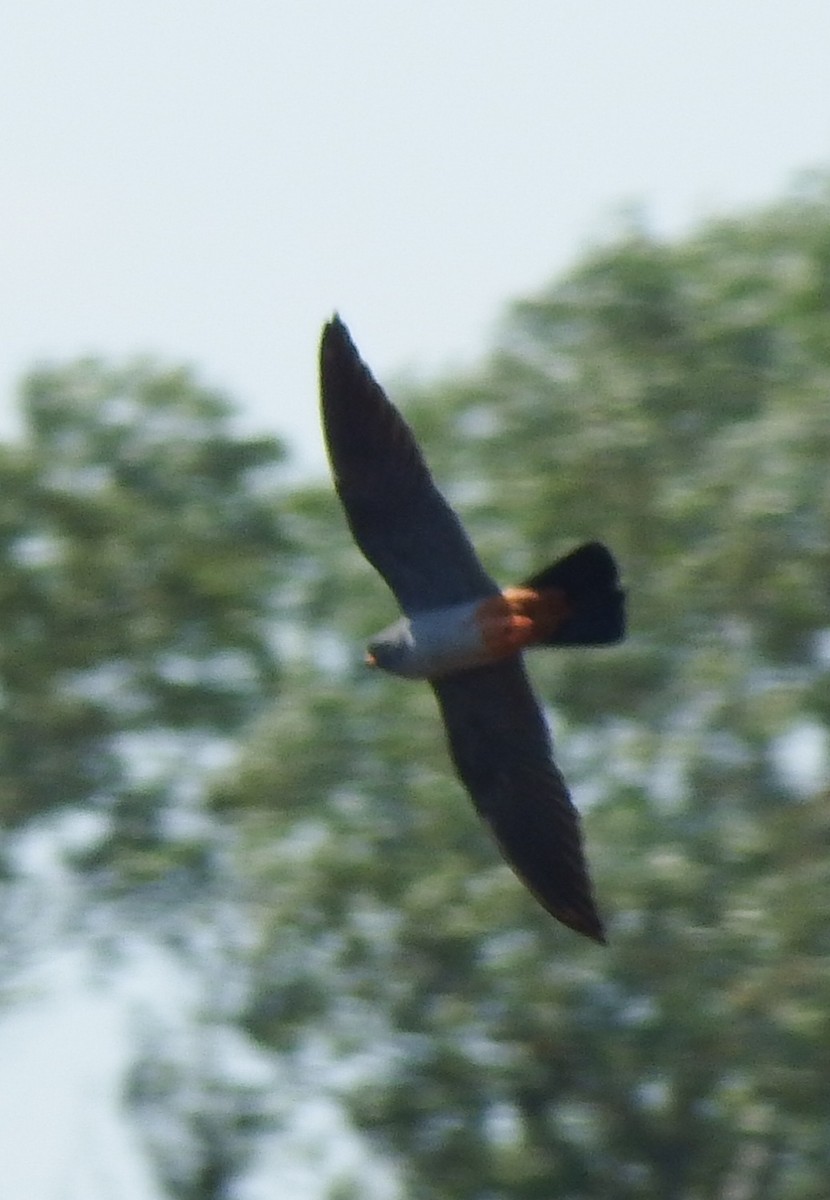 Belatz hankagorria - ML645613670