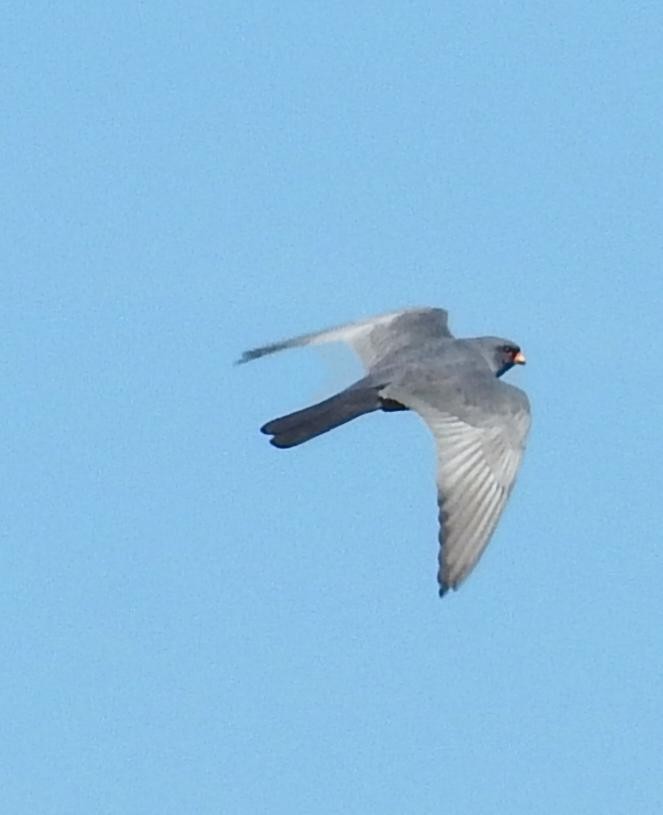 Belatz hankagorria - ML645613671