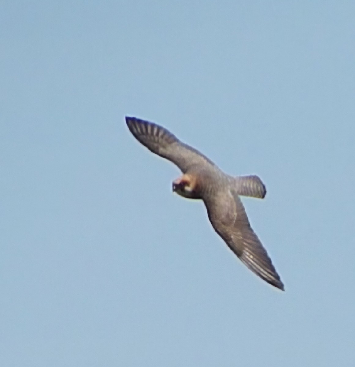 Belatz hankagorria - ML645613673