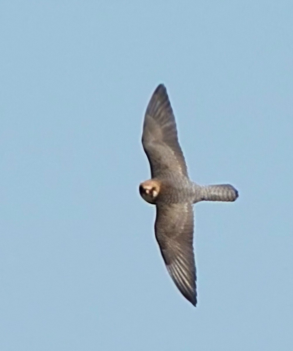 Belatz hankagorria - ML645613674