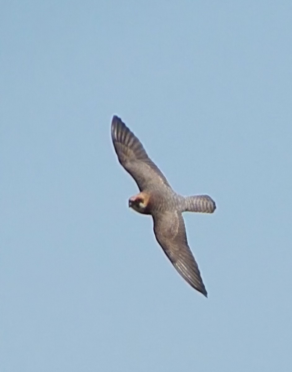 Belatz hankagorria - ML645613675